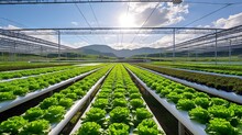 Efficient Vertical Farming: Captivating Sustainable Agriculture Scene - Lush Greenhouse Hydroponics Photo