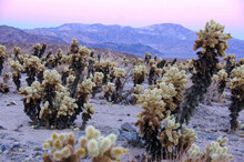 The Cholla Cactus Garden At Twilight  In Joshua Tree National Park, California.