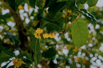 Wall Mural - Osmanthus blooming in autumn