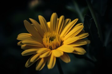 Wall Mural - yellow flower on black background made by midjourney