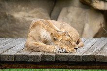 Lion Sleeping At The Zoo