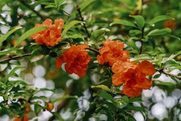 Poster - blooming pomegranate