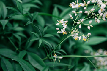 Wall Mural - Blooming Nandina