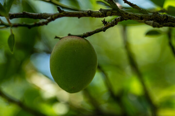 Canvas Print - wild plum on branch
