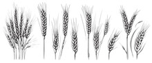 Wheat Ears, Spikelets Sketch. Hand Drawn Rye In Vintage Engraving Style. Farm Organic Food Concept. Vector Illustration