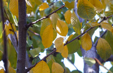 Canvas Print - Hanging yellow leaves