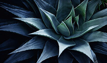 Tropical Succulents Wallpaper. Textured Blue Agave Banner. For Postcard, Book Illustration. Created With Generative AI Tools