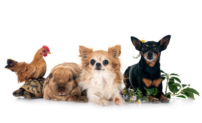 Canvas Print - rabbit, dogs, turtle and chicken