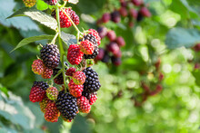 Delicious Blackberries On A Green Branch In The Garden