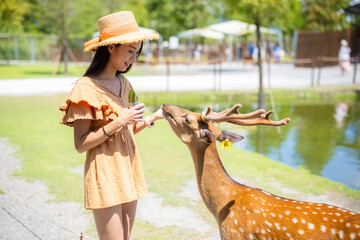 Sticker - Woman feed deer in the tourist farm