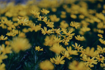 Wall Mural - flowers 