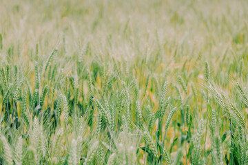 Wall Mural - green wheat field in summer