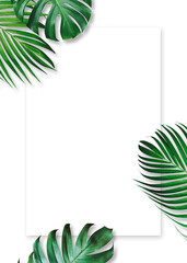 Wall Mural - Summer tropical leaves on white background with copy space