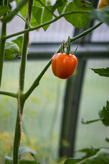 Poster - Red, ripe tomato on a bush in a greenhouse. Tomatoes in a greenhouse. Plantation of tomatoes. Organic farming, growth of young tomato plants in a greenhouse.