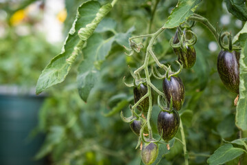 Poster - A lot of green tomatoes on a bush in a greenhouse. Tomato plants in greenhouse. Green tomatoes plantation. Organic farming, young tomato plants growth in greenhouse.