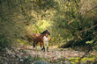 Horsewoman walking with chestnut horse in woods