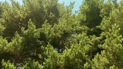 Wall Mural - wind in the trees