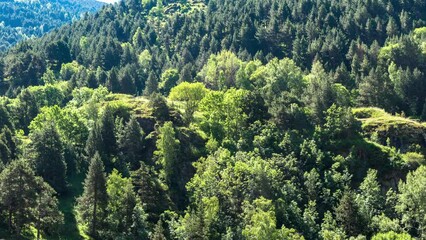 Wall Mural - timelapse of a forest foilage in the wind