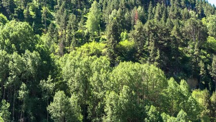 Wall Mural - timelapse of a forest foilage in the wind