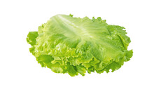 Green Curly Lettuce Salad Leaves Arranged For Use In The Sandwich Isolated Transparent Png. Hamburger Vegetable Ingredient.