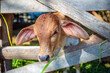 Close-up shot of a brown calf head sticking out of the corral for grazing on a farm.