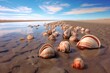 group of clams burrowing in tidal sand