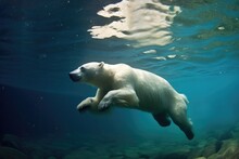 Polar Bear Diving Into Icy Water After Prey