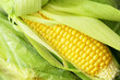close-up corn on the cob.Healthy and organic raw corn