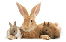 Flemish Giant Rabbit, Toffee, And Baby Netherland Dwacross Rabbits.  