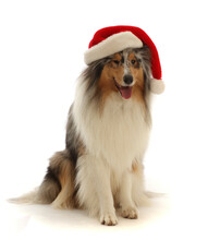 Rough Collie Wearing A Father Christmas Hat.  