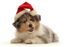 Rough Collie Puppy, Wearing A Father Christmas Hat.  