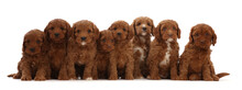 Eight Cockapoo Puppies, Age  6 Weeks, Sitting In A Row.  