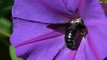 Big Bee With Pollen. Xylocopa Carpenter Bee Insect. Taking Nectar In Purple Flower. Flying
