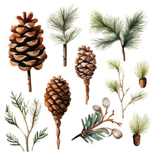 Set Of Water Color Pine Cone And Branches Elements, Hand Drawn Vector Illustration Isolated On White Background