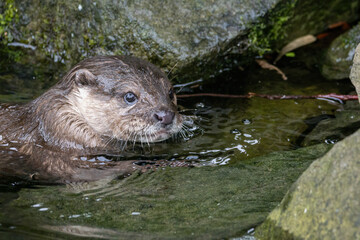 Otter near stones in water.