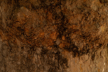 Poster -  tree bark background