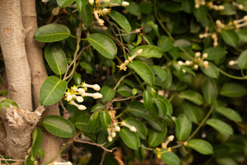 Poster -  green leaves background