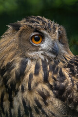 Sticker - Great horned owl bird close-up portrait.