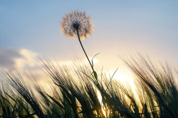 Wall Mural - Dandelion among the grass against the sunset sky. Nature and botany of flowers