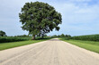 A lone tree acts as a sentry over a dirt road that splices through cornfields in northeastern Illinois. The scene underscores the abundant agriculture in Illinois and the Midwestern United States. 