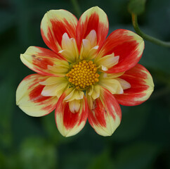 Wall Mural - Beautiful lclose-up of a ruff dahlia