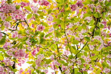 Pink cherry blossoms in spring. Blossoming tree close-up.
