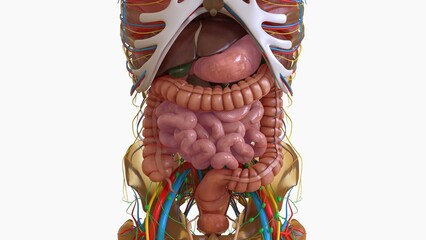 Wall Mural - Human Digestive System Anatomy For Medical Concept 3D Rendering