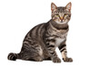 © Suplim - Domestic Shorthair Cat Isolated On White Background