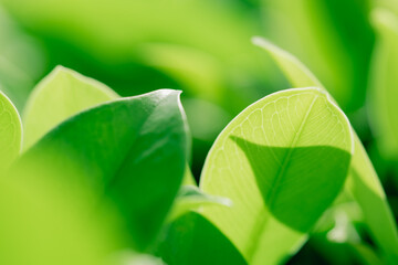 Poster - Closeup nature view of green leaf on blurred greenery background with copy space using as background and fresh ecology wallpaper concept