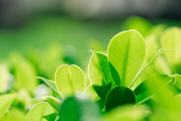 Poster - Closeup nature view of green leaf on sunlight using as background and fresh ecology wallpaper concept