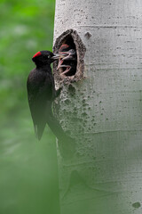 Wall Mural - Three beaks to feed, the black woodpeckers (Dryocopus martius)