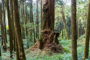 Wall Mural - giant sacred tree in alishan of taiwan