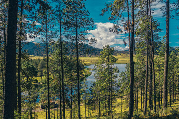 forest with lake in the middle of the mountains