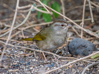 Wall Mural - olive sparrow emerging from a texas thicket